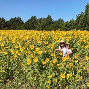 Meet your Posher, Hong